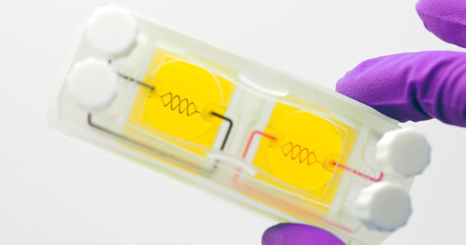 Чип h-VIOS від Systemic Bio із двома васкуляризованими камерами в руці лаборанта